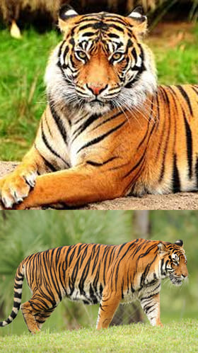 హమ్మయ్య.. ఊపిరి పీల్చుకోండి.. పెద్ద పులి దొరికింది..