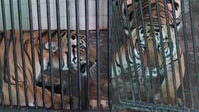 ముక్క ముట్టని పెద్ద పులి.. కేవలం ద్రవాహారం మాత్రమే.. ఎందుకంటే