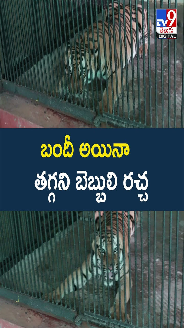 రచ్చ రచ్చ చేస్తున్న బెబ్బులి.. వామ్మో పులి దగ్గరికెళితే..