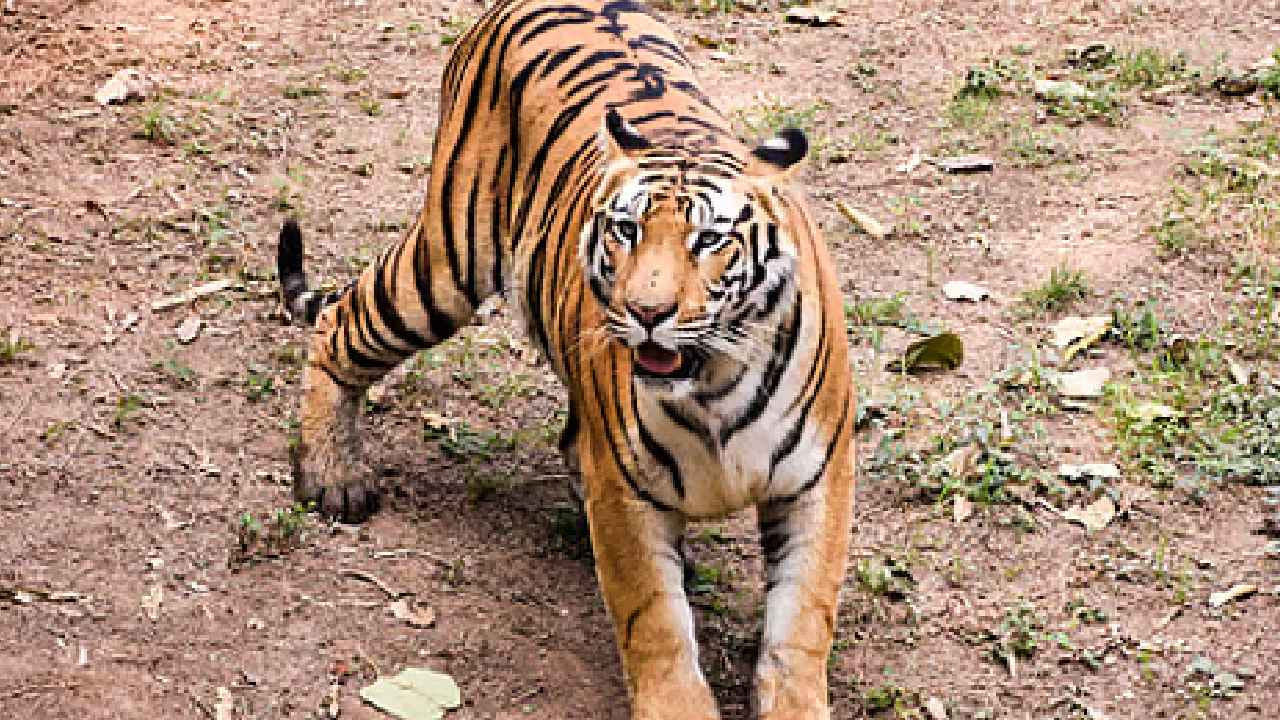 Wildlife: పులి ఎదురుపడినప్పుడు ఏం చేయాలి.. ?