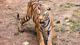 పులి ఎదురుపడినప్పుడు ఎలా ప్రవర్తించాలి...?