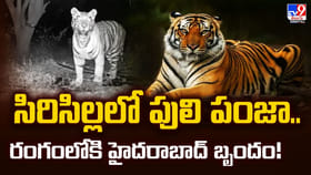 సిరిసిల్లలో పులి పంజా.. రంగంలోకి హైదరాబాద్ బృందం