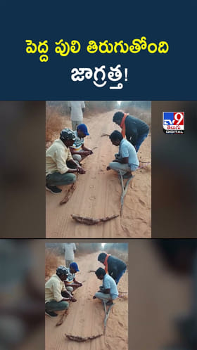 అన్నోయ్.. పెద్ద పులి తిరుగుతోంది.. జాగ్రత్త