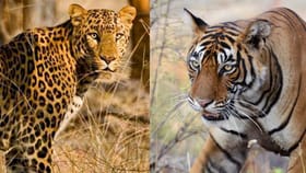 పులుల గాండ్రింపులతో వణుకుతున్న తెలుగు రాష్ట్రాలు.. !