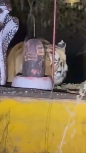 అద్భుత దృశ్యం.. శివలింగం దగ్గర పెద్దపులి.. వీడియో ఇదిగో