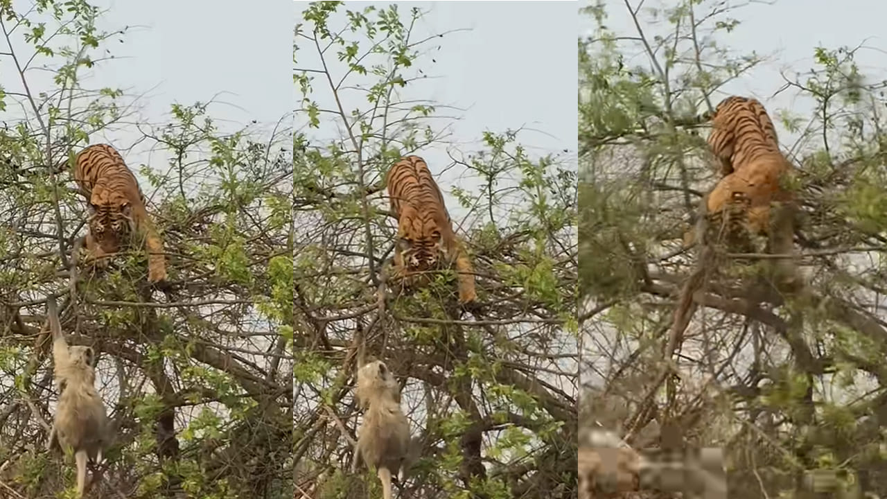 Viral Video: కోతిని వెంటాడుతూ చెట్టు ఎక్కిన పెద్ద పులి.. చివర్లో ట్విస్ట్ మీరు ఊహించలేరు. Viral Video: కోతిని వెంటాడుతూ చెట్టు ఎక్కిన పెద్ద పులి.. చివర్లో ట్విస్ట్ మీరు ఊహించలేరు.