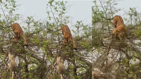 కోతిని వెంటాడుతూ చెట్టు ఎక్కిన పెద్ద పులికి ఘోర పరాభవం..