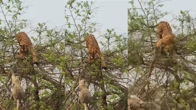 కోతిని వెంటాడుతూ చెట్టు ఎక్కిన పెద్ద పులికి ఘోర పరాభవం..