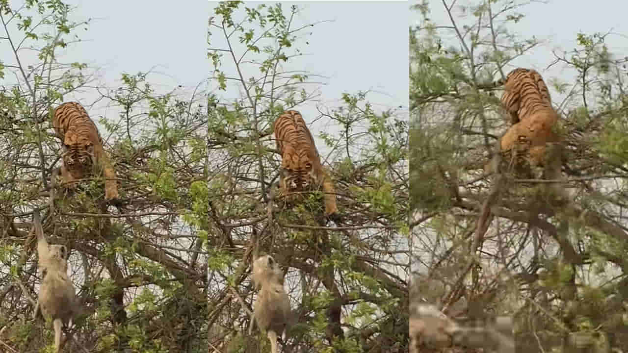 Viral Video: కోతిని వెంటాడుతూ చెట్టు ఎక్కిన పెద్ద పులి.. చివర్లో ట్విస్ట్ మీరు ఊహించలేరు.