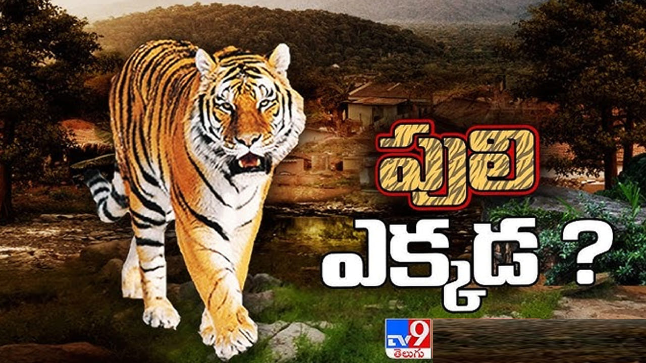 Andhra: జాక్ ఎక్కడ..? చుక్కలు చూపిస్తున్న పెద్ద పులి.. ఈ ప్రాంతాల్లో గజ గజ..