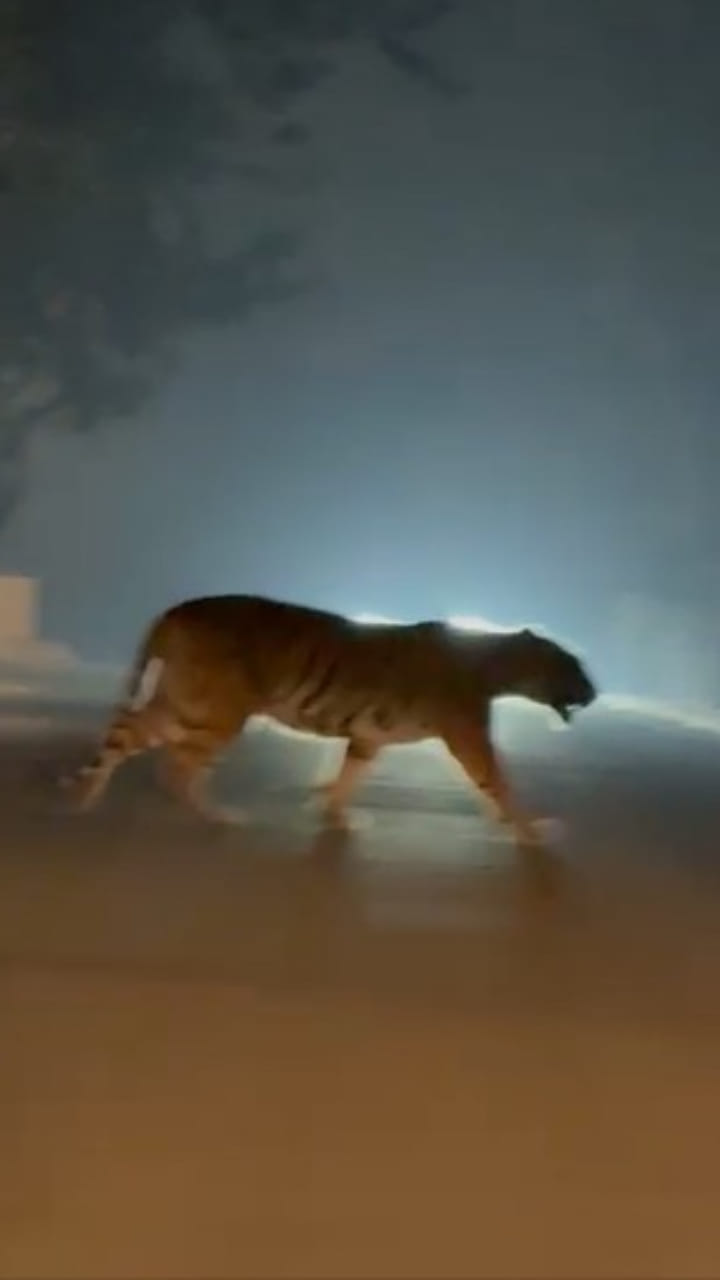 Tiger: రాజమండ్రి శివారు ప్రాంతంలో పెద్దపులి.. ఇదిగో వీడియో