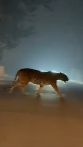 Tiger: రాజమండ్రి శివారు ప్రాంతంలో పెద్దపులి.. ఇదిగో వీడియో