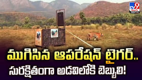 ముగిసిన ఆపరేషన్‌ టైగర్‌.. సురక్షితంగా అడవిలోకి బెబ్బులి