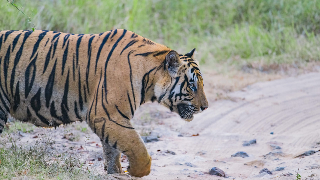 Tiger: పులి పంజా దెబ్బ ఎట్టుంటుందో తెల్సా..! కొడితే ఎద్దు తల పగిలిపోతుంది