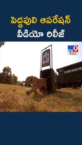 Tiger: పెద్దపులిని అడవిలో విడిచిపెట్టిన అధికారులు.. ఇదిగో వీడియో