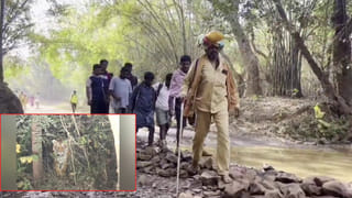 Srisailam: శ్రీశైలం నడకదారి పక్కన పొదల్లో పెద్దపులి… నిశ్శబ్దంగా భక్తులను చూసిన తర్వాత..