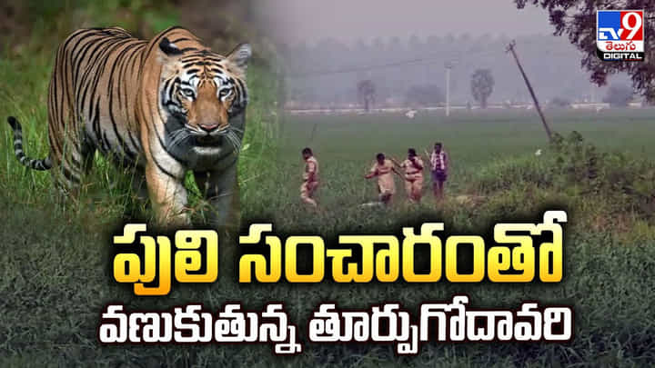 పులి సంచారంతో వణుకుతున్న తూర్పుగోదావరి పులి సంచారంతో వణుకుతున్న తూర్పుగోదావరి