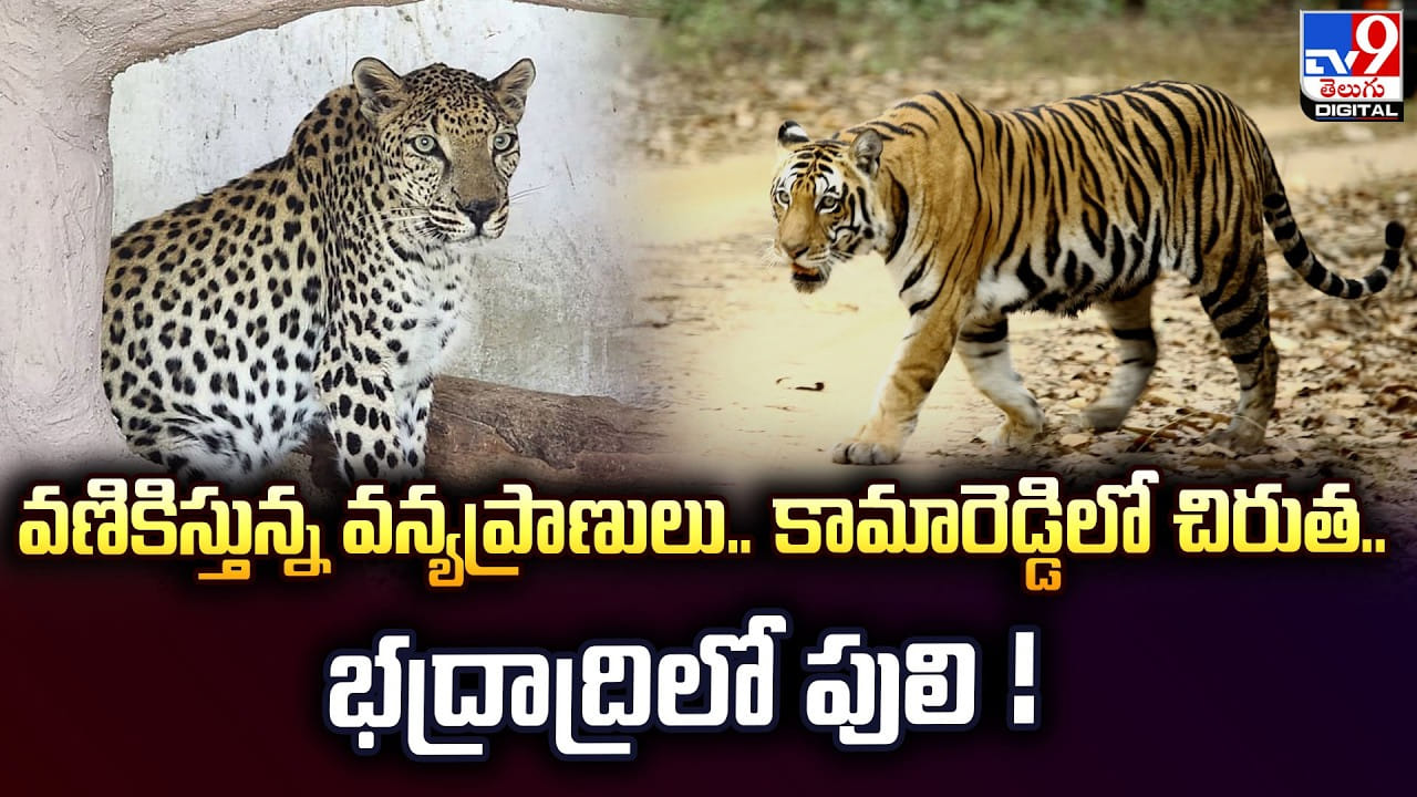 వణికిస్తున్న వన్యప్రాణులు..కామారెడ్డిలో చిరుత .. భద్రాద్రిలో పులి ! వణికిస్తున్న వన్యప్రాణులు..కామారెడ్డిలో చిరుత .. భద్రాద్రిలో పులి !