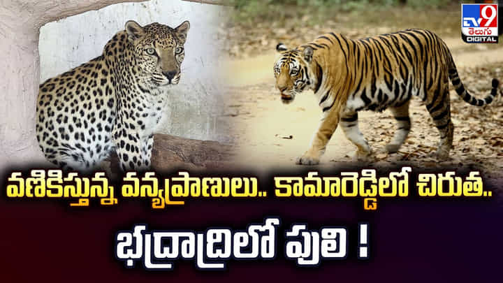 వణికిస్తున్న వన్యప్రాణులు..కామారెడ్డిలో చిరుత .. భద్రాద్రిలో పులి ! వణికిస్తున్న వన్యప్రాణులు..కామారెడ్డిలో చిరుత .. భద్రాద్రిలో పులి !