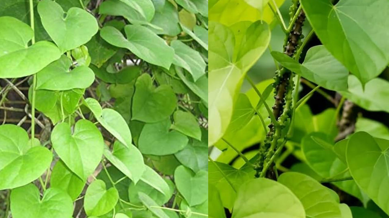 జ్వరం వచ్చినప్పుడు ఎవరైనా నీరసం అవుతారు ఇక  డెంగ్యూ అయితే  చెప్పాల్సిన అవసరమే లేదు. ఈ సమయంలో ఇమ్యూనిటీ పవర్ అవసరం అప్పుడు తిప్పతీగ పని చేసుంది. దీనిని తీసుకుంటే డెంగ్యూ జ్వరం నుంచి ఉపశమనం పొందుతారు. 