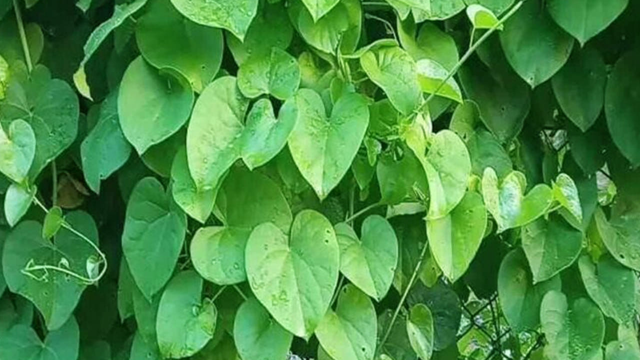 ఇవి మనకి ఆకులు,  పౌడర్ రూపంలో దొరుకుతాయి. ఆహారం జీర్ణం కానీ వారికీ ఇది అద్భుతంగా పని చేస్తుంది. కాబట్టి, వీటిని అప్పుడప్పుడు తీసుకుంటూ ఉండండి. జీర్ణక్రియ పనితీరు కూడా మెరుగుపడుతుంది. 
