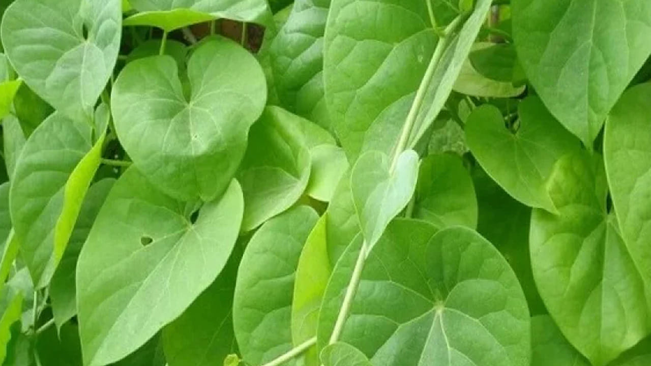 తిప్పతీగను తీసుకుంటే పని ఒత్తిడి నుంచి ఉపశమనం పొందేలా చేస్తుంది. చాలా మంది చిన్న దానికే టెన్షన్ పడుతుంటారు అలాంటి వారికీ ఇది బెస్ట్ మెడిసిన్ అని చెప్పాలి. 
