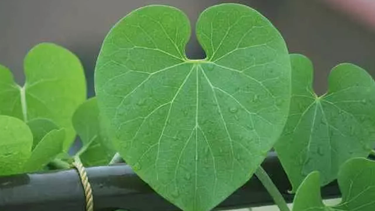 ఇంకా కీళ్ళ నొప్పులు ఉన్న వారు కూడా తీసుకుంటే చాలా మంచిదని నిపుణులు చెబుతున్నారు. NOTE: ఇందులోని అంశాలు కేవలం అవగాహన కోసం మాత్రమే. నిపుణులు అందించిన సమాచారం ప్రకారం ఇక్కడ తెలియజేయడమైనది. ఆరోగ్యరీత్యా ఎలాంటి సమస్యలు ఉన్నానేరుగా వైద్య నిపుణులను సంప్రదించడం మంచిది)
