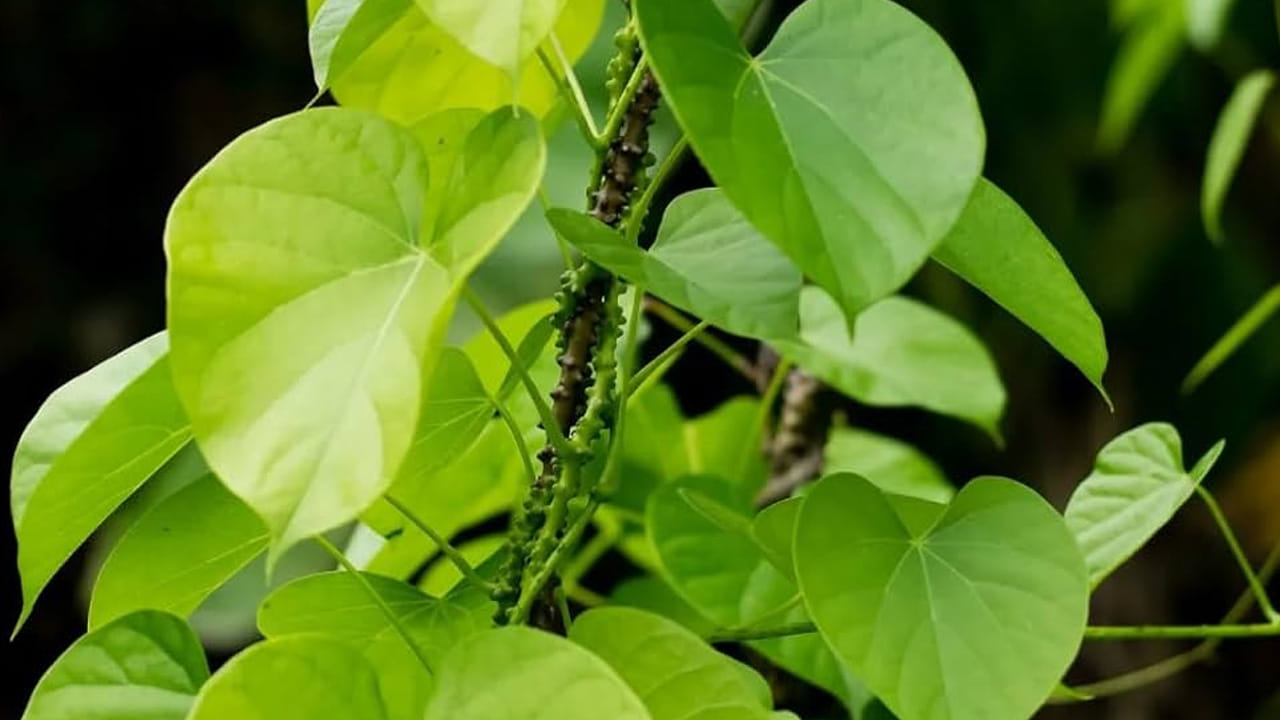 తిప్పతీగను చాలా మంది చిన్న చూపు చూస్తారు. కానీ, ఇది వంద రోగాలను కూడా నయం చేయగలదు. దీనికి అంత శక్తీ ఉంది. ఈ విషయం చాలా మందికి తెలియదు. మనకి వచ్చే డెంగ్యూ జ్వరానికి కూడా ఇది చెక్ పెట్టగలదు. 