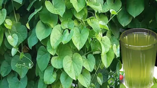 Reheating Tea: వామ్మో.. చల్లారిన టీని మళ్ళీ వేడి చేస్తున్నారా? ఈ రెండు సమస్యలకు కారణం ఇదే..