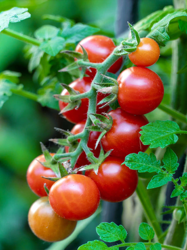 కొంచెం ట’మాట’ కూడా విందాం..