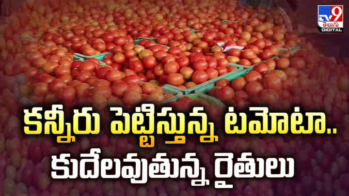 కన్నీరు పెట్టిస్తున్న టమోటా.. కుదేలవుతున్న రైతులు కన్నీరు పెట్టిస్తున్న టమోటా.. కుదేలవుతున్న రైతులు