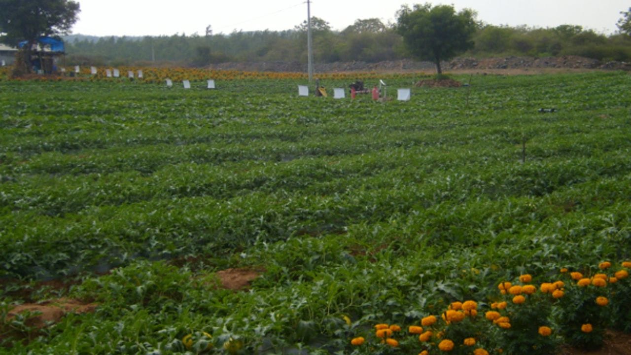 మీరు టమాటా, లేదా మిర్చీ నారు వేసిన నెల రోజులకే పూత పట్టడం, కాపు ప్రారంభం అవుతుంది. ఆ కాపును మీరు తెంచుకొని మార్కెట్‌లో అమ్ముకొవచ్చు. ఇలా చేయడం ద్వారా మీరు పొలాన్ని నిరంతరం సాగు చేస్తూ ఆదాయాన్ని గడించవచ్చు.( Note : పైన పేర్కొన్న అంశాలు కేవలం అవగాహన కోసం మాత్రమే అందించబడినవి.. వీటిని టీవీ9 ధృవీకరించట్లేదు) 