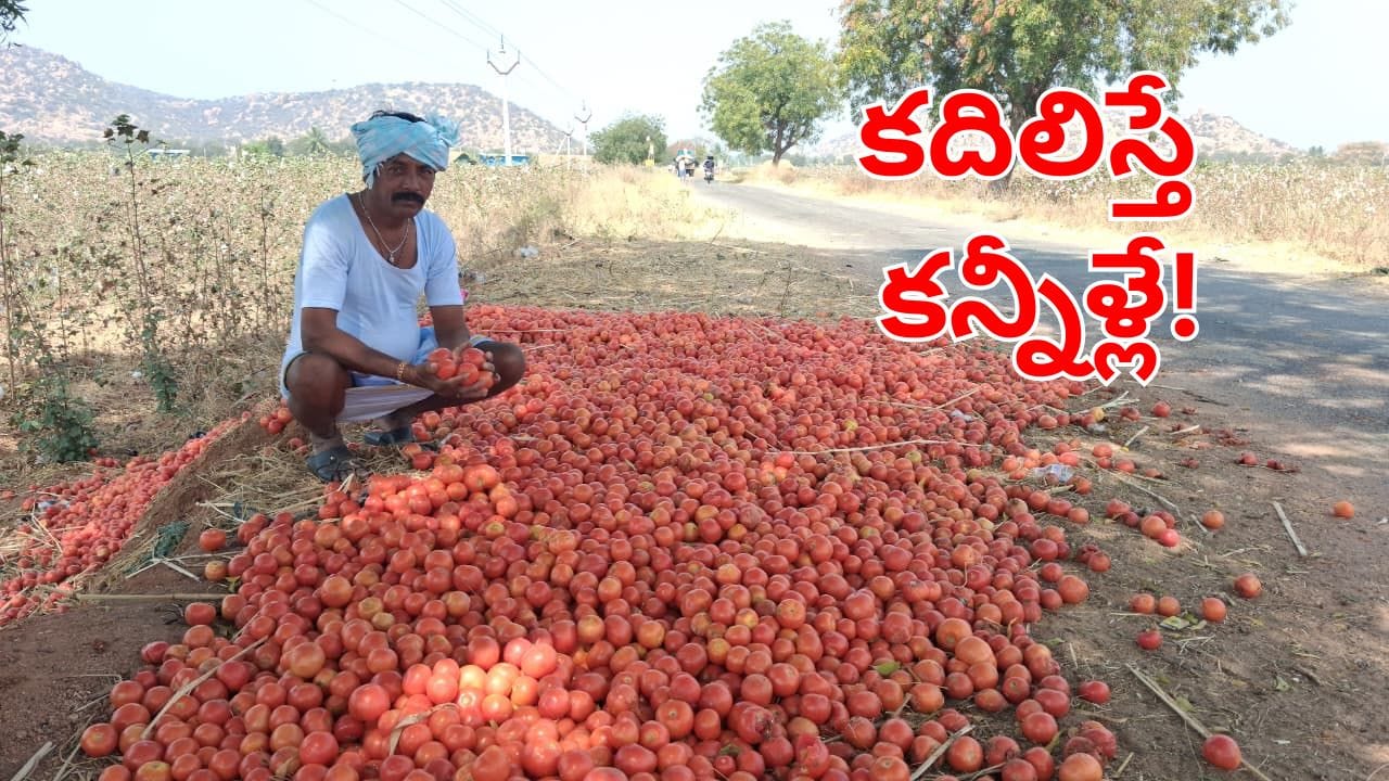 Tomato Price Crash: పాతాలానికి పడిన టమాటా ధరలు.. కదిలిస్తే కన్నీళ్లు పెట్టుకుంటున్న రైతన్నలు!