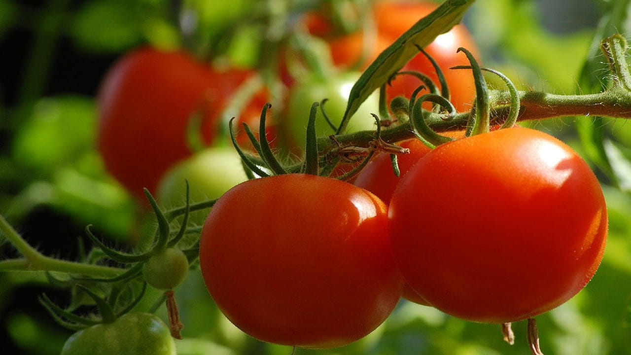 Tomato Prices Crash: టమాటా ధరలు ఢమాల్‌.. ప్రస్తుతం కిలో ఎంతంటే?