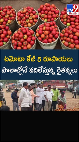 టమోటా కేజీ జస్ట్ రూ.5.. పొలాల్లోనే వదిలేస్తున్న రైతన్నలు