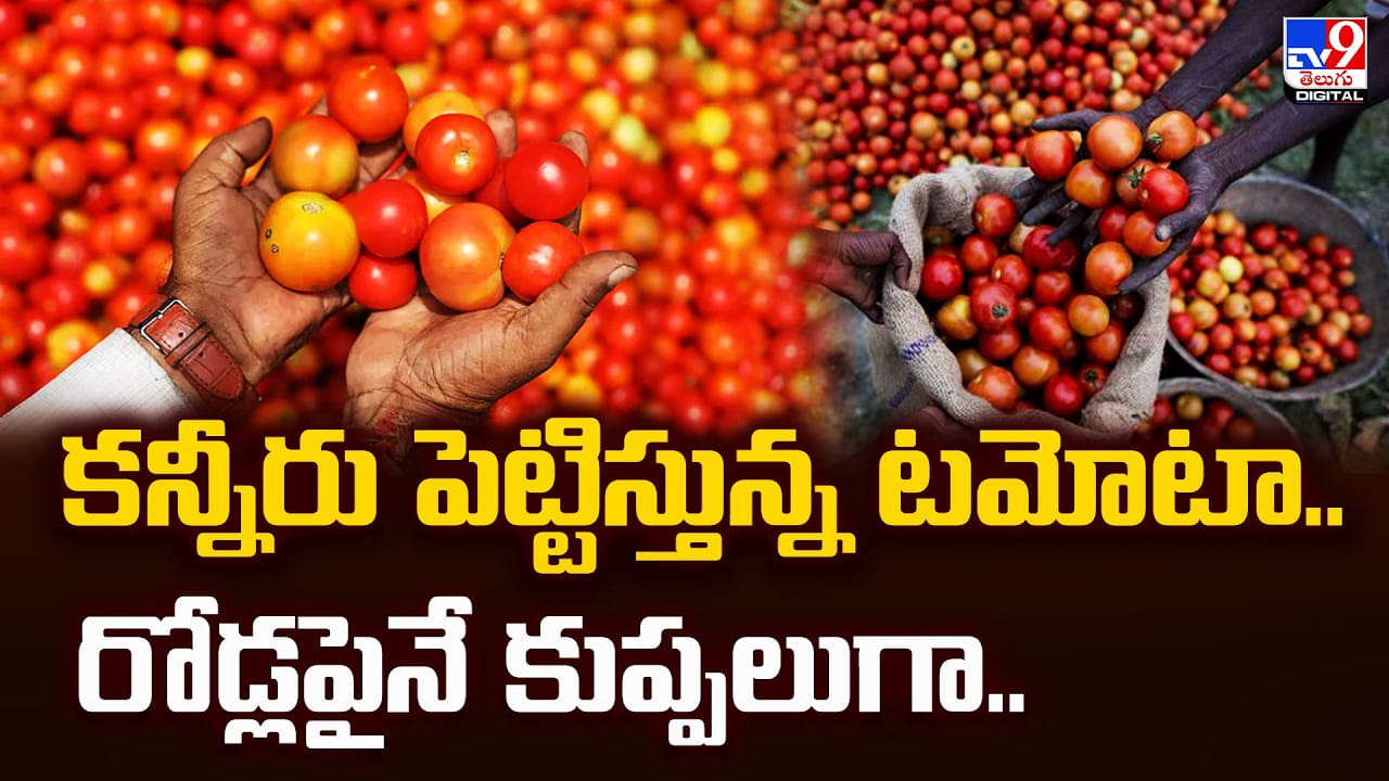 Tomato Crisis: కన్నీరు పెట్టిస్తున్న టమోటా.. రోడ్లపైనే కుప్పలుగా..