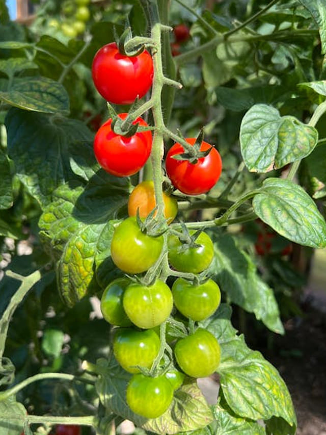 పచ్చి టమాటాలు vs పండు టమాటాలు వీటిలో ఏది ఆరోగ్యానికి మంచిది?