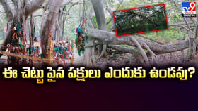 ఈ చెట్టు పైన పక్షులు ఎందుకు ఉండవు? రహస్యం ఇదే!