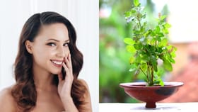 తులసితో అదిరిపోయే చర్మ ఆరోగ్యం.. ఇలా వాటితే ముఖం మిళమిళ మెరవాలంతే