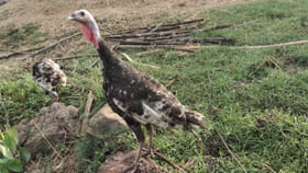 టర్కీ కోళ్లను పెంచాలనుకుంటే.. ముందు ఇది చదవండి..