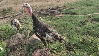 Milk: పాలలోని తెలుపు.. యూరియా, డిటర్జెంట్‌తో వచ్చిందా..? ఇంటి వద్దే కల్తీ పాలను ఇలా గుర్తించండి..!