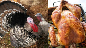 టర్కీ కోడి మాంసం తింటే ఇన్ని బెనిఫిట్సా..?