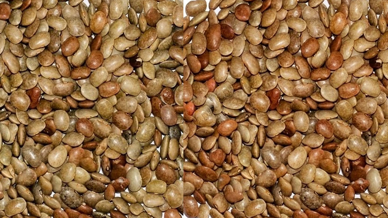  ఉలవలలో మన శరీరానికి కావాల్సిన పోషకాలు ఉన్నాయి. ఫైబర్,  ఐరన్ ఎక్కువగా ఉంటాయి. ఇవి మన శరీరానికి  ఎంతో మేలు చేస్తాయి. అసలు వీటిని తినడం వలన ఆరోగ్యానికి కలిగే ప్రయోజనాలు ఏంటో ఇక్కడ చూద్దాం.. 