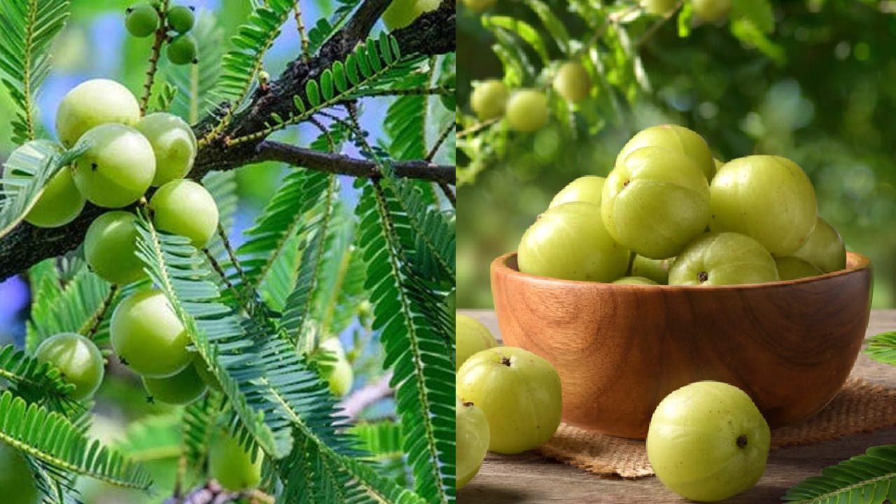 ముందుగా కొబ్బరి నూనె తీసుకుని దానిలో ఉసిరి చుక్కలు వేసి మాడుకు బాగా పట్టించండి. నెలలో నాలుగు ఈ ఆయిల్ ను తలకు పట్టించి, తర్వాత రోజు ఉదయం తలస్నానం చేస్తే జుట్టు వత్తుగా పెరుగుతుంది.