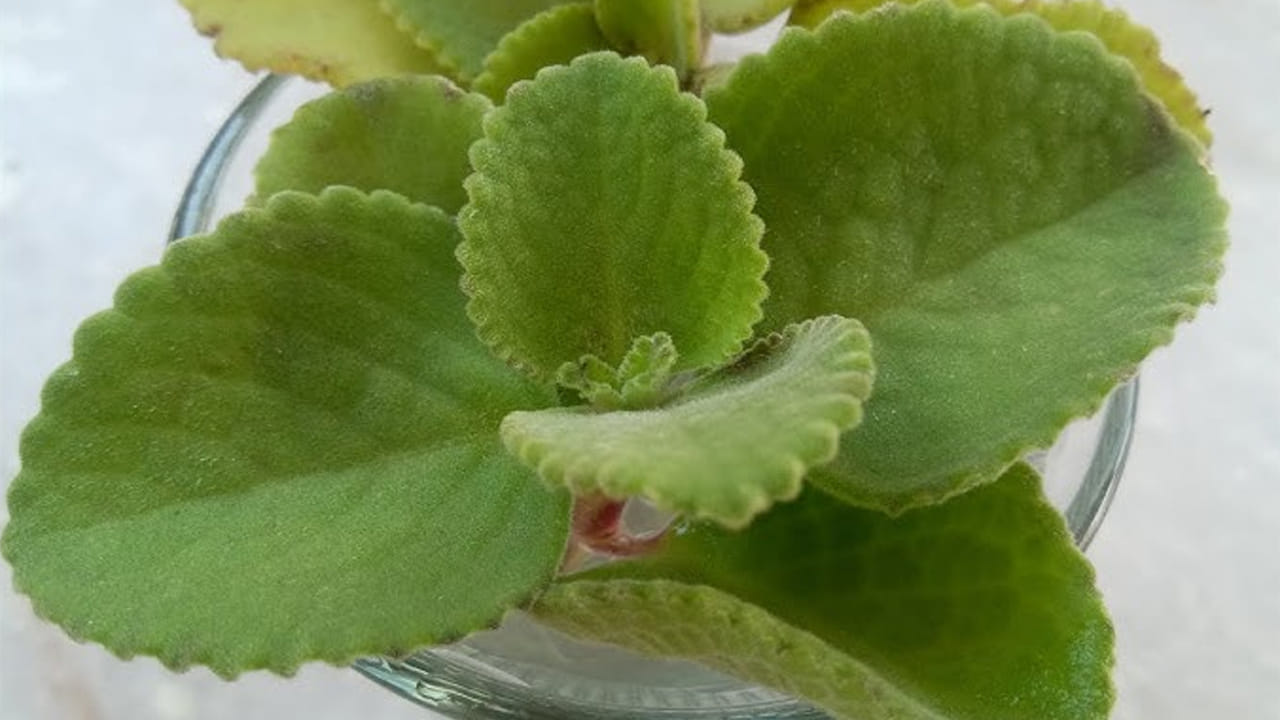 Health Tips: ఈ ఆకులను చీప్గా చూడకండి.. రోగాలను తరిమికొట్టే బ్రహ్మాస్త్రం.. ఉదయాన్నే ఇలా చేస్తే.. Health Tips: ఈ ఆకులను చీప్గా చూడకండి.. రోగాలను తరిమికొట్టే బ్రహ్మాస్త్రం.. ఉదయాన్నే ఇలా చేస్తే..