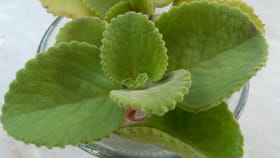 ఈ ఆకులను చీప్‌గా చూడకండి.. పవర్‌ఫుల్ బ్రహ్మాస్త్రం..