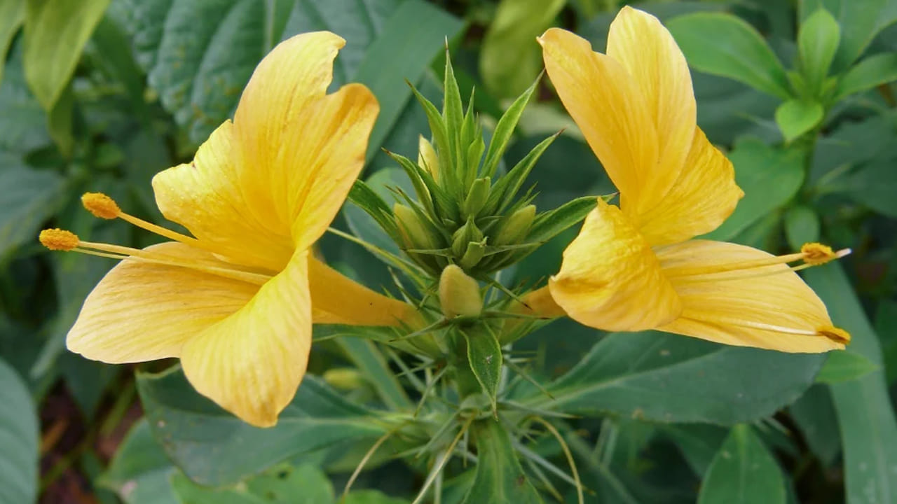 వజ్ర దంతి, దంత సమస్యలకు చాలా మంచిది. ఈ మూలికను ఆయుర్వేదంలో నోటి ఆరోగ్యం, దంత సంరక్షణ, చిగుళ్ల బలోపేతానికి ఉపయోగిస్తుంటారు. అంతే కాకుండా నోటి పూతను తగ్గించడంలో కూడా ఇది కీలకంగా పని చేస్తుంది.  ఇది గ్రామీణ ప్రాంతంలో చాలా ఎక్కువగా కనిపిస్తుంది. ఇప్పటికీ చాలా మంది చిగుళ్ల సమస్యకు ఈ మూలికను ఉపయోగిస్తుంటారు.