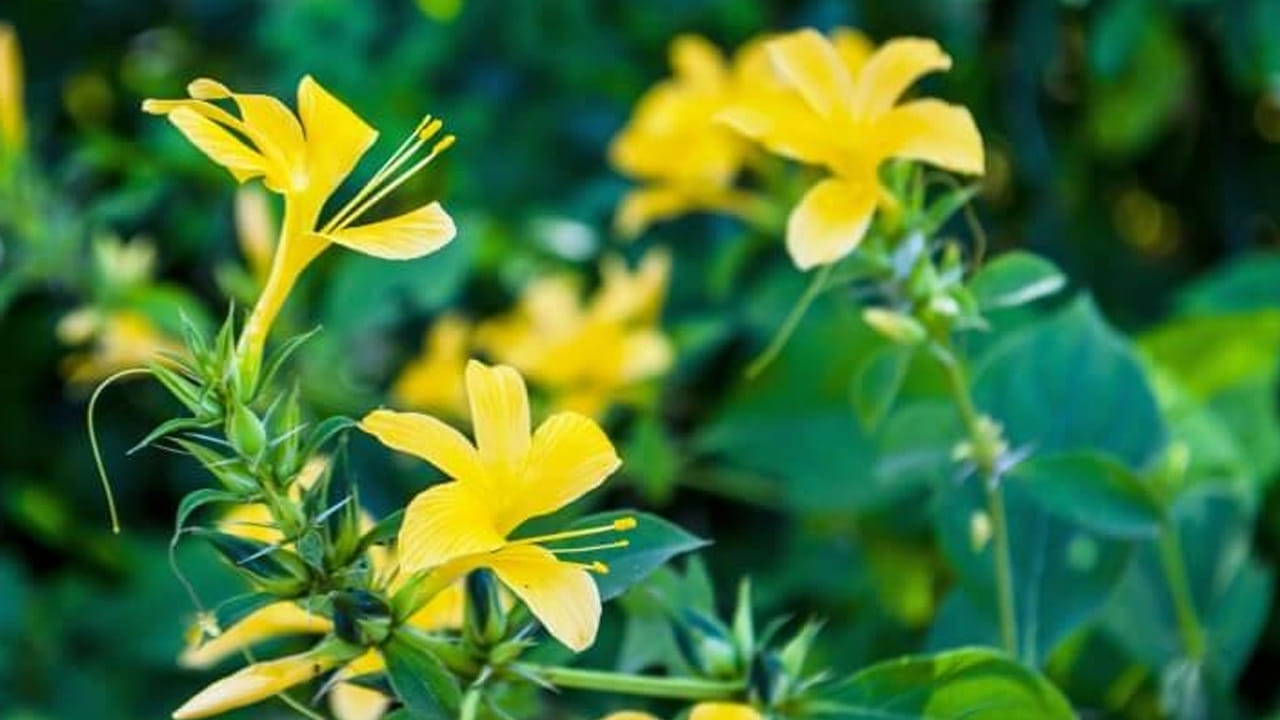 పసుపు రంగు పూలలో, ముళ్లతో ఉండే వ్రజ దంతి మొక్కలో అనేక ఔషధ గుణాలు ఉన్నాయంట. ఇవి ఆరోగ్యానికి చాలా మేలు చేస్తాయని చెబుతున్నారు నిపుణులు. కాగా ఈ మొక్క వెనుక ఉన్న శాస్త్రీయ రహస్యాలు ఏవో ఇప్పుడు మనం వివరంగా తెలుసుకుందాం.