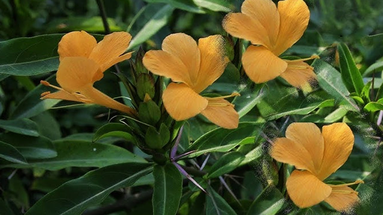 చాలా మంది ఈ మొక్క కేవలం దంత సమస్యలకే దివ్యౌషధం అనుకుంటారు. కానీ ఇది అనేక సమస్యలను తరిమికొట్టే ఆయుధంగా పని చేస్తుందంట. ఈ మొక్క పూలు, ఆకులు, వేర్లు, అన్నింటిలో అనేక ఔషధ గుణాలు ఉన్నాయంట. ముఖ్యంగా ఎవరు అయితే కీళ్ల నొప్పులతో బాధపడుతున్నారో, వారు ఈ ఆకుల రసాన్ని నొప్పుల చోట రాయడం వలన కీళ్ల నొప్పులు తగ్గుతాయంట.