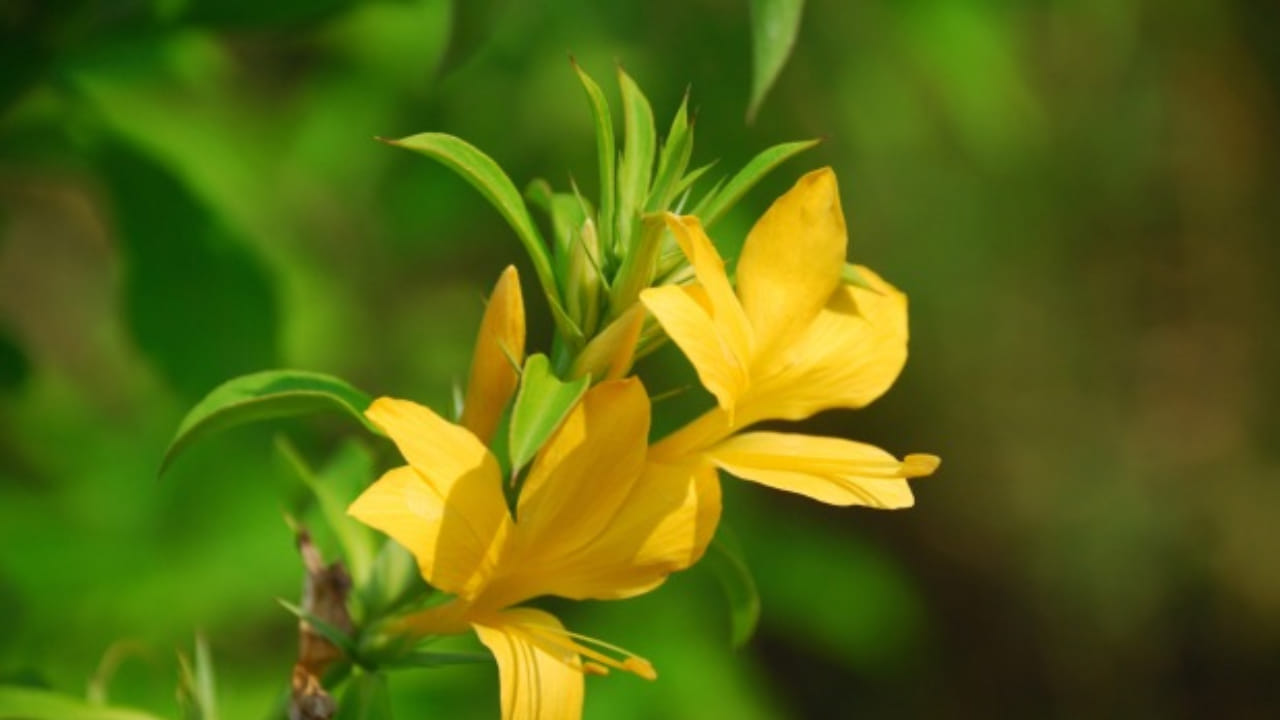 అదే విధంగా చర్మం, దగ్గు, ఉబ్బసం వంటి శ్వాస సమస్యలతో బాధపడే వారు, దీనిని తీసుకోవడం చాలా మంచిదంట. అలాగే రోగనిరోధక శక్తిని పెంచి, కాలేయ పనితీరును మెరుగు పరచడంలో కూడా ఇది కీలక పాత్ర పోషిస్తుందంట. అందుకే చాలా మంది దీనిని ఉపయోగిస్తుంటారు.